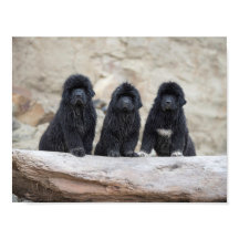 póster de 3 newfies pequeños