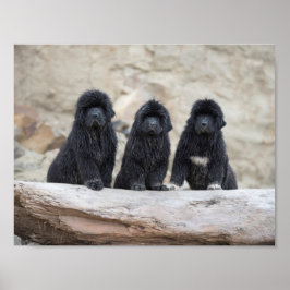 póster de 3 newfies pequeños