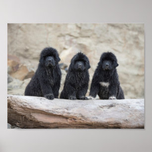 póster de 3 newfies pequeños