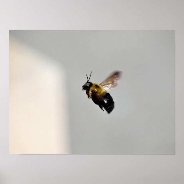 Póster de abeja carpintera en vuelo (Frente)