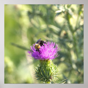 Póster de abeja en flor púrpura