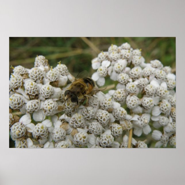 Póster de abeja melífera y flores (Frente)