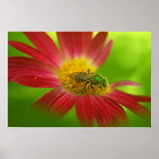 Poster de abeja y margarita verde o impresión