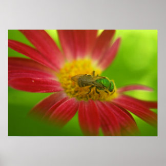 Poster de abeja y margarita verde o impresión
