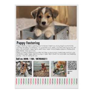 Póster de Acogida de Cachorros