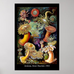 Póster de Actiniae de Ernst Haeckel