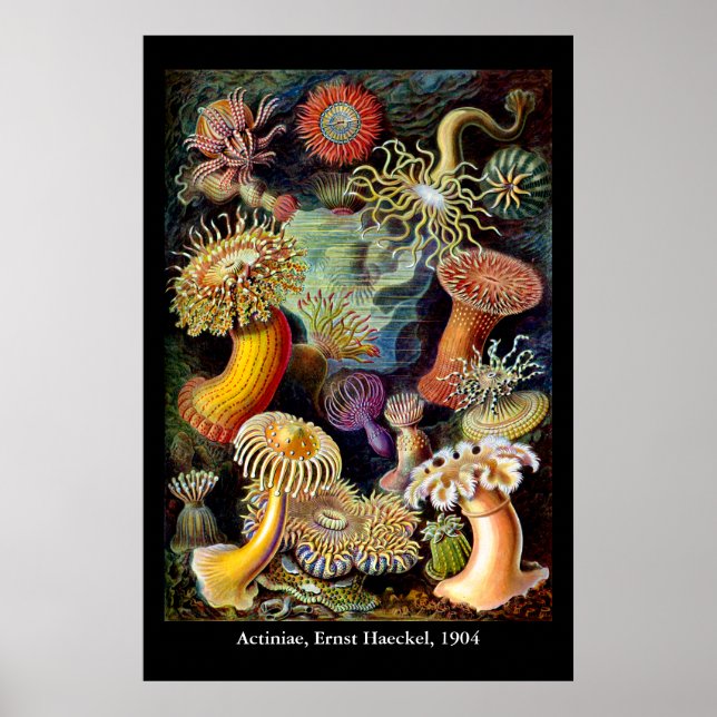 Póster de Actiniae de Ernst Haeckel (Frente)
