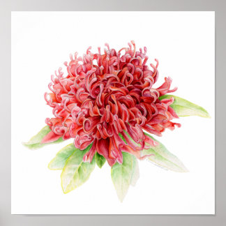 Poster de acuarela de arte botánico de Waratah