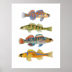 Poster de agua dulce del arte del Darter