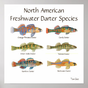 Poster de agua dulce del arte del Darter