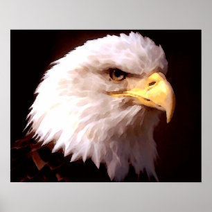 Póster de águila calva águila americana