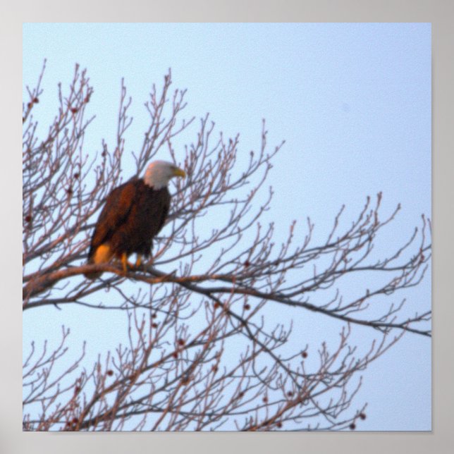 Póster de águila calva en árbol (Frente)