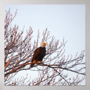 Póster de águila calva en árbol