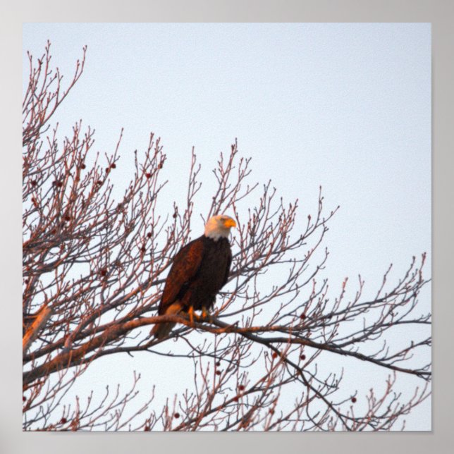 Póster de águila calva en árbol (Frente)