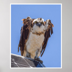 Póster de águila pescadora Retrato audaz de ave