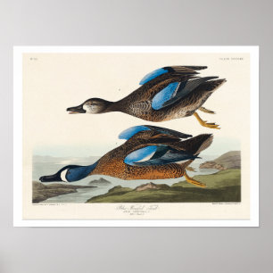 Póster De ala azul Verde azulada por Audubon Poster