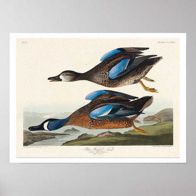 Póster De ala azul Verde azulada por Audubon Poster (Frente)