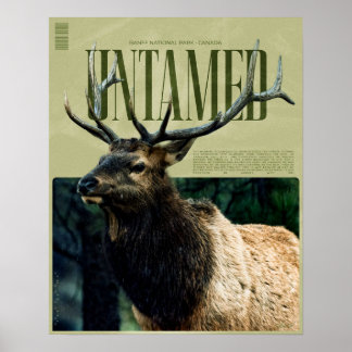 Póster de alce del Parque Nacional Banff indómito