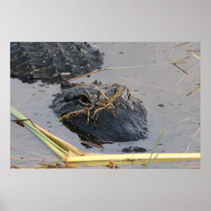 Póster de Alli el Gator