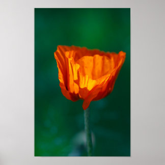 Póster de amapola roja
