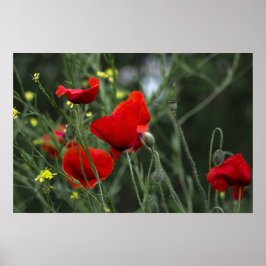 Póster de amapolas en la naturaleza