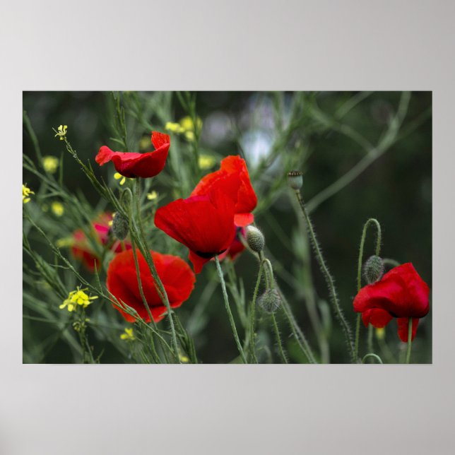 Póster de amapolas en la naturaleza (Frente)