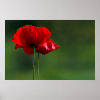 Póster de amapolas - Fotografía floral de la natur