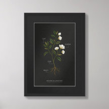 Póster de Anatomía Botánica de Dark Academia