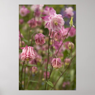 Póster de aquilegia rosa...