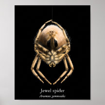 Póster de Araña Joya (Semi-Gloss)