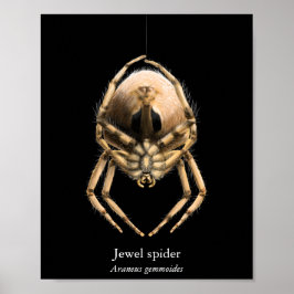 Póster de Araña Joya (Semi-Gloss)