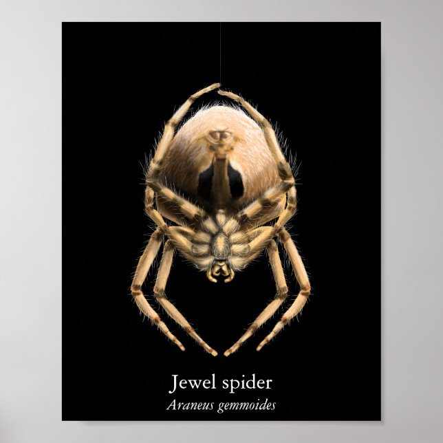 Póster de Araña Joya (Semi-Gloss) (Frente)