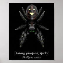 Póster de araña saltadora audaz (semi brillo)