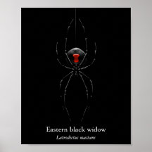 Póster de Araña Viuda Negra (Semi-Gloss)