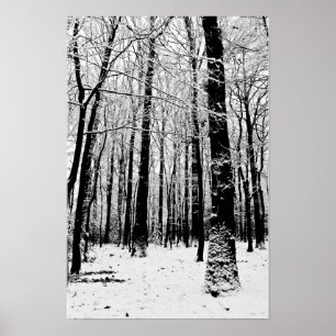 Póster de árboles en blanco y negro en invierno