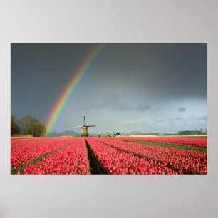 Póster de arcoíris, tulipanes y molino de viento