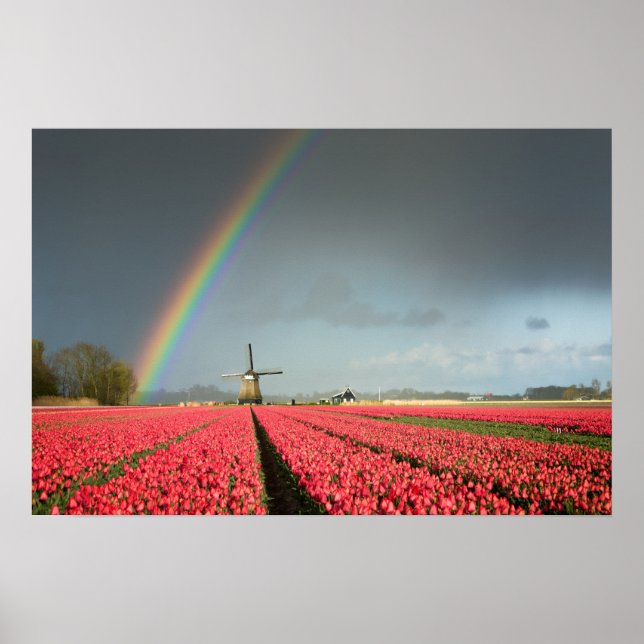 Póster de arcoíris, tulipanes y molino de viento (Frente)