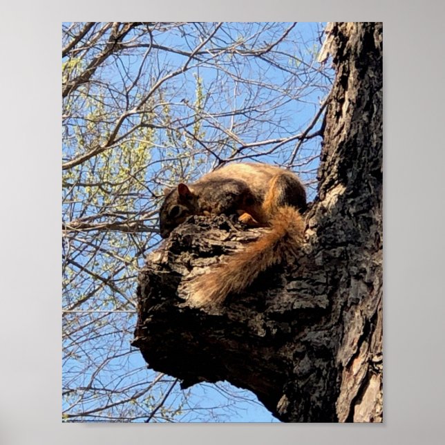 Póster de Ardilla (Frente)