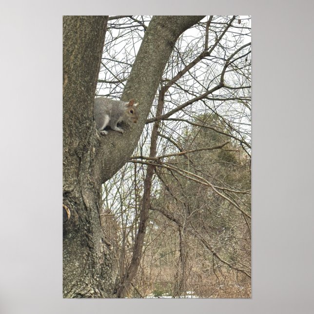Póster de ardilla en árbol (Frente)