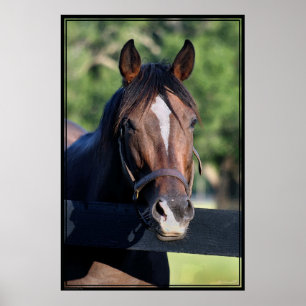 Poster de Arte Amigable con los Caballos -40x60-cl