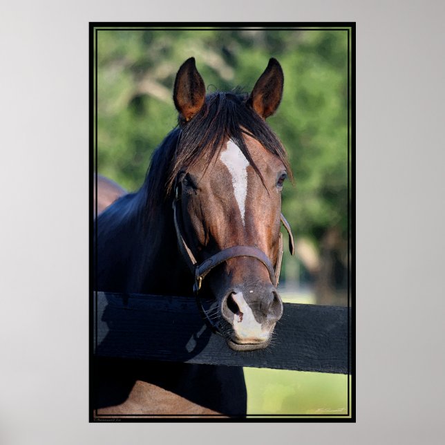 Poster de Arte Amigable con los Caballos -40x60-cl (Frente)