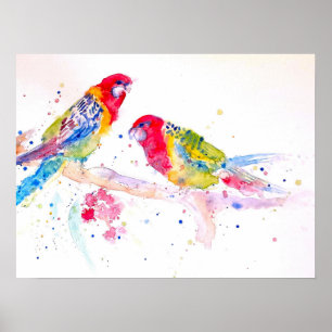 Poster de arte australiano Rosella Parrot Watercol