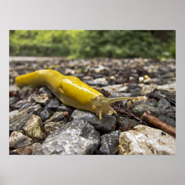 Poster de arte Banana Slug (Frente)