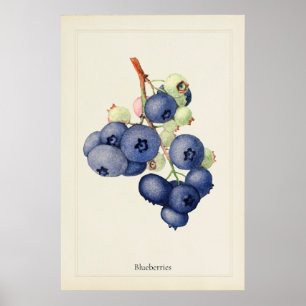 Póster de Arte Botánico de Arándanos Vintage
