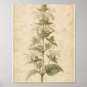 Póster de Arte Botánico de Flor de Bálsamo de Abej