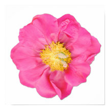 Póster de Arte Botánico de Flor de Peonía Rosa