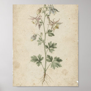 Póster de arte botánico de flores de Columbine