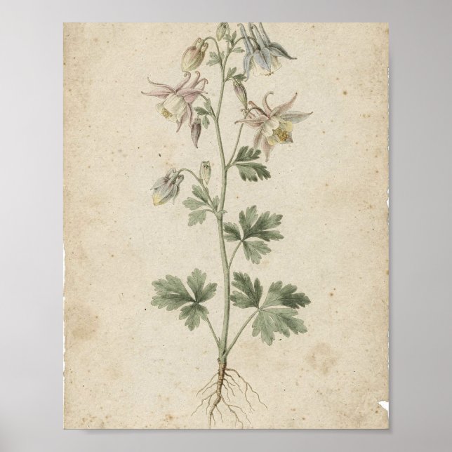 Póster de arte botánico de flores de Columbine (Frente)