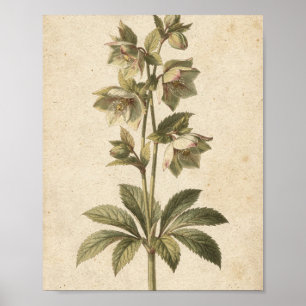 Póster de Arte Botánico de Flores de Hellebore Opa