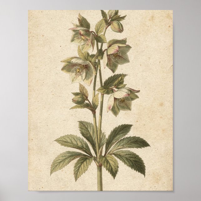 Póster de Arte Botánico de Flores de Hellebore Opa (Frente)